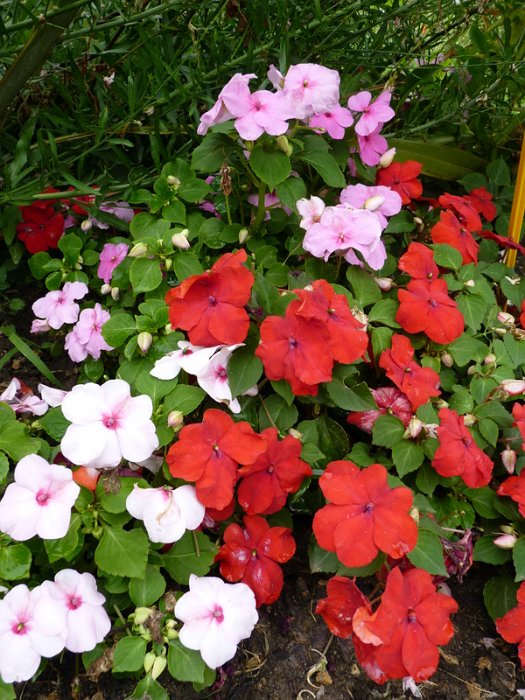 Impatiens x walleyriana 'Accent Peppermint'